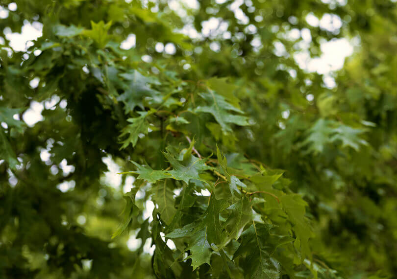 environmental-non-profit-21b