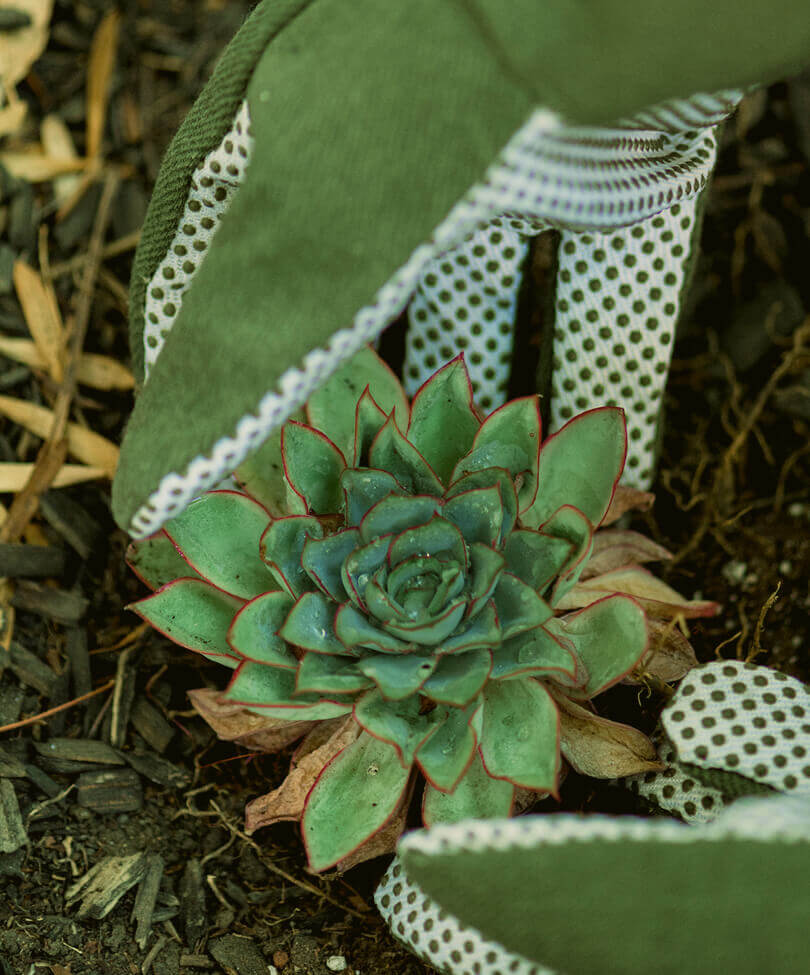 environmental-non-profit-38